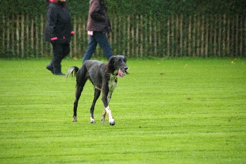 Hundewiese Eickhorst